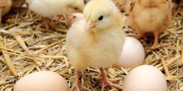 Image of a Baby chick